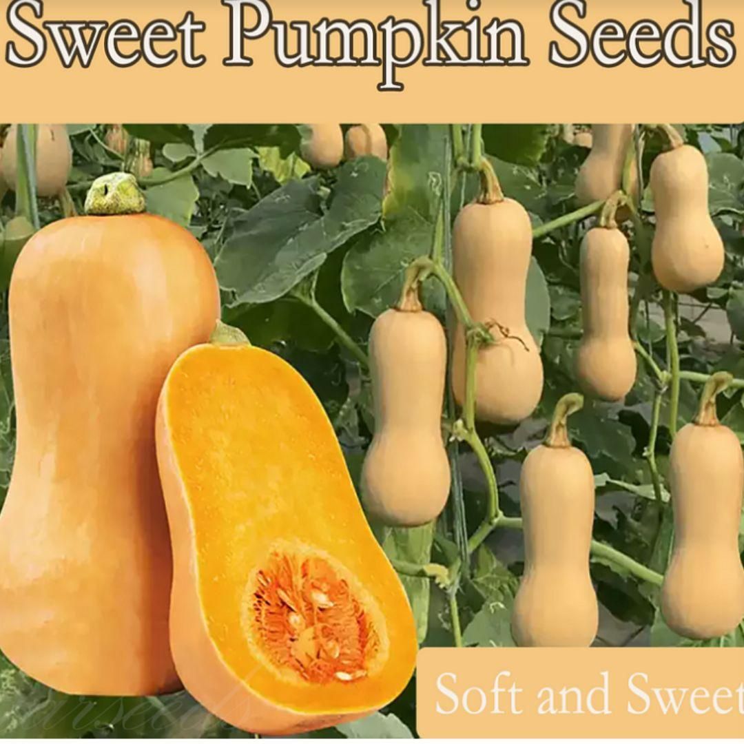 Frudible Raw Seeds Combo – Pumpkin & Sunflower Seeds, 500g