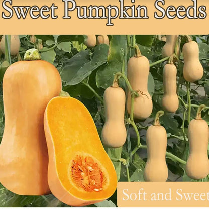 Frudible Raw Seeds Combo – Pumpkin & Sunflower Seeds, 500g